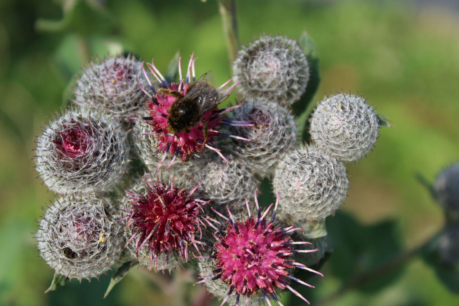 Canon EOS 1300D (EOS Rebel T6 / EOS Kiss X80) sample photo. Flowers, thistle, fly photography