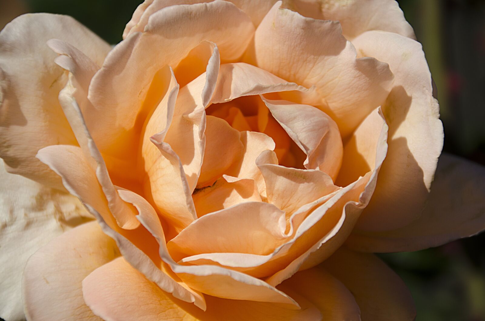 Nikon D7000 sample photo. Flower, petal, nature photography