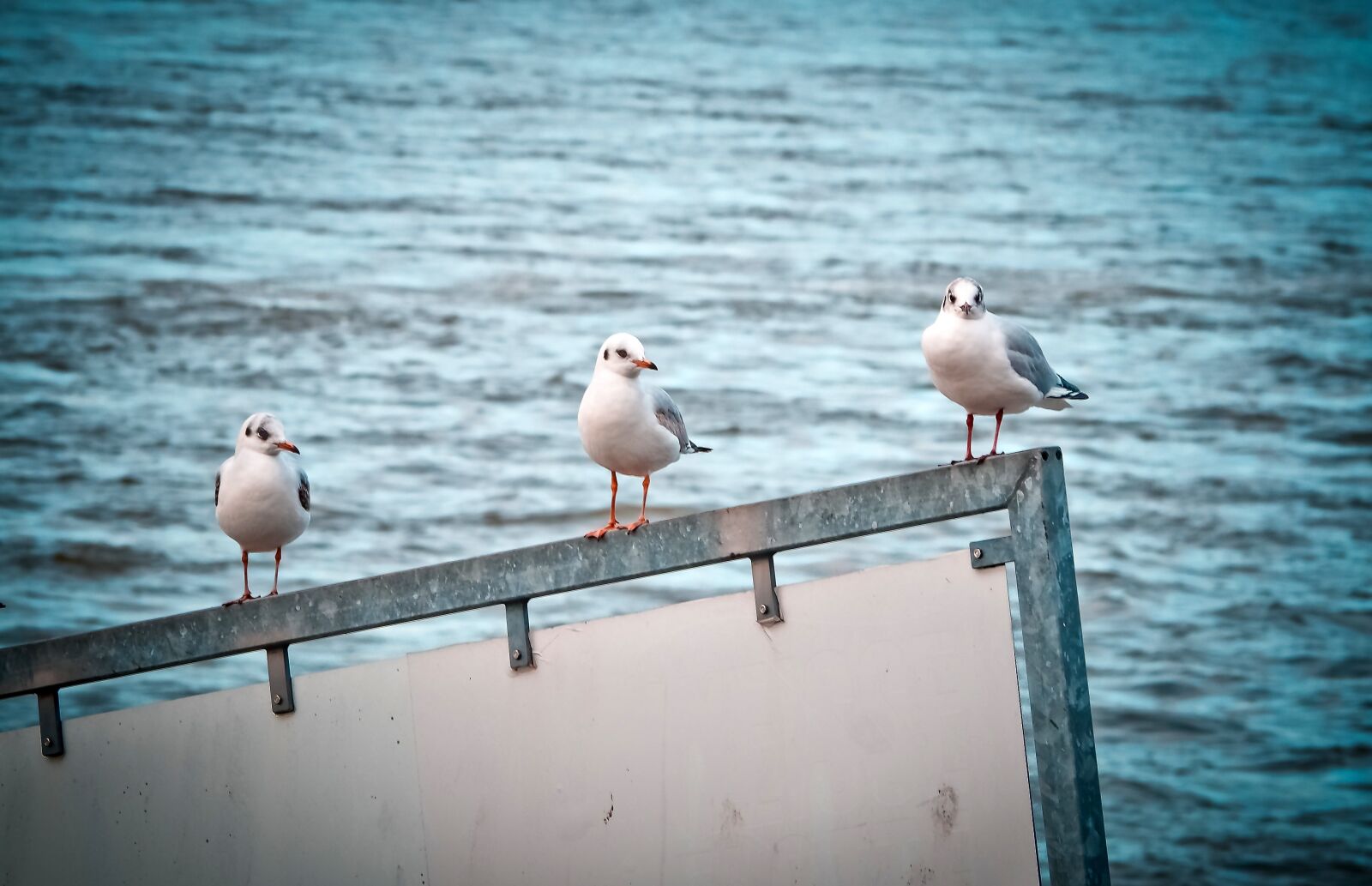 Olympus OM-D E-M10 sample photo. Gulls, birds, water bird photography