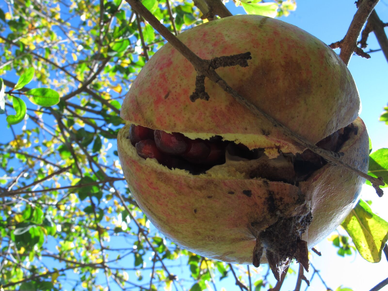 Canon PowerShot G12 sample photo. Granada, fruit, field photography