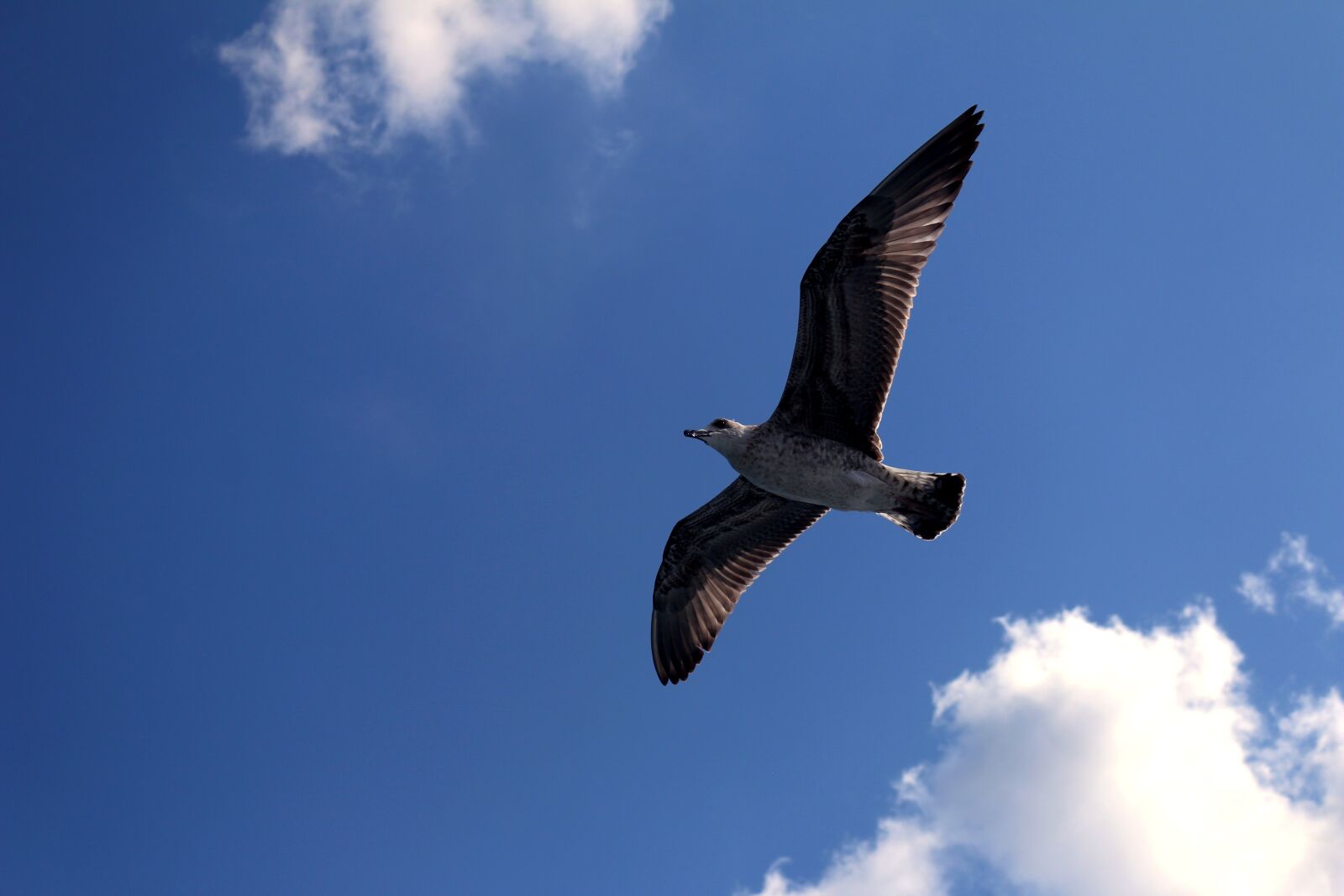 Canon EOS 70D sample photo. Seagull, istanbul, turkey photography