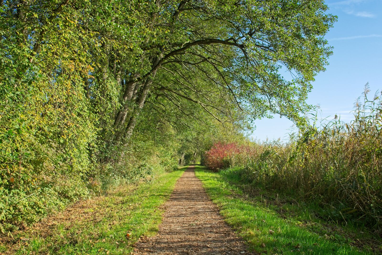 Nikon D7100 sample photo. Autumn, trees, away photography