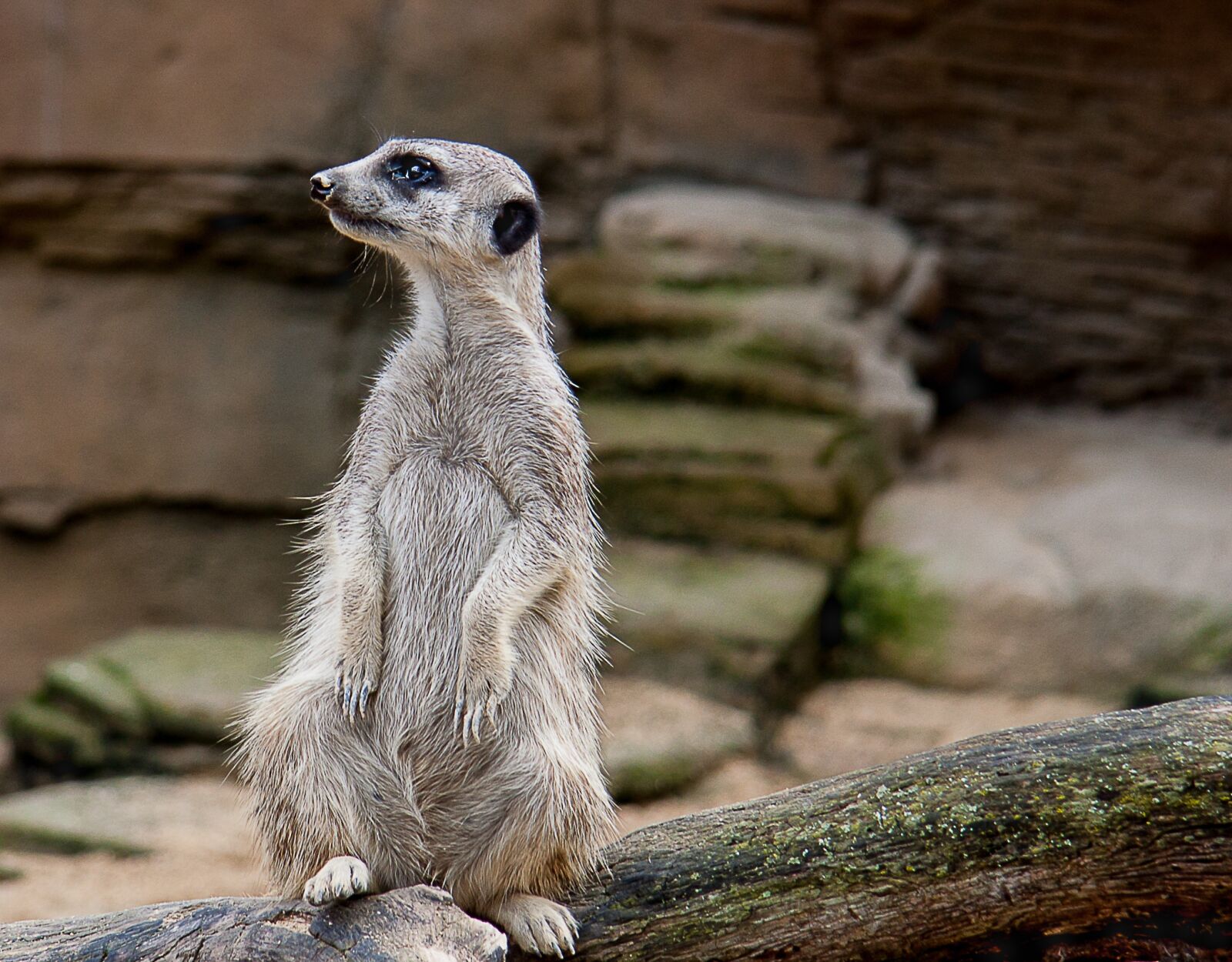 Canon EF-S 17-85mm F4-5.6 IS USM sample photo. Meerkat, animal, zoo photography
