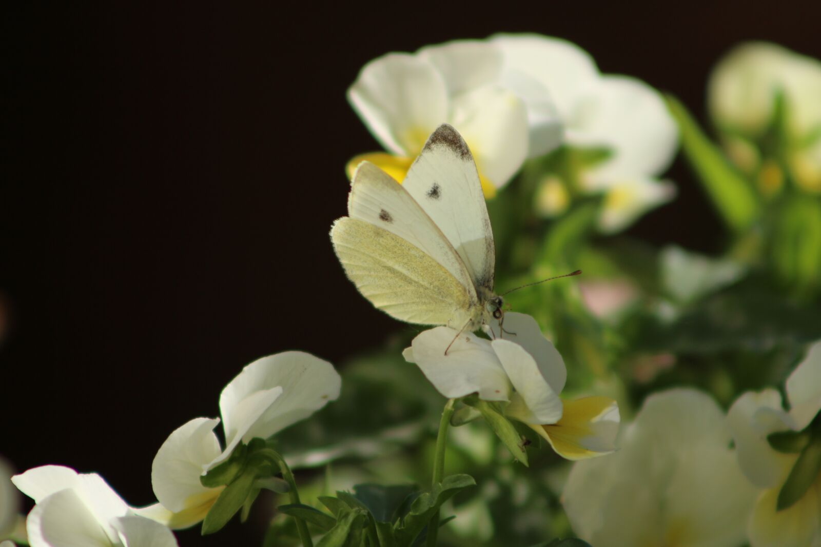 Canon EOS 700D (EOS Rebel T5i / EOS Kiss X7i) sample photo. Flower, wing, butterfly photography