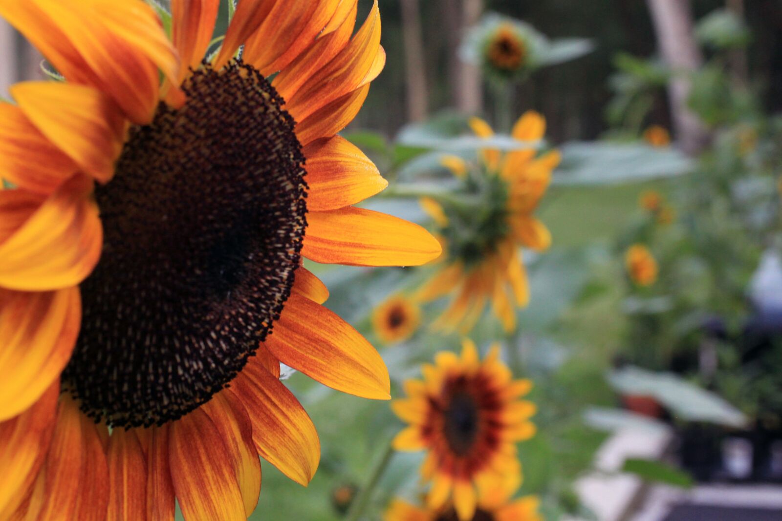 Canon EOS 500D (EOS Rebel T1i / EOS Kiss X3) sample photo. Sunflower, sunflowers, petal photography