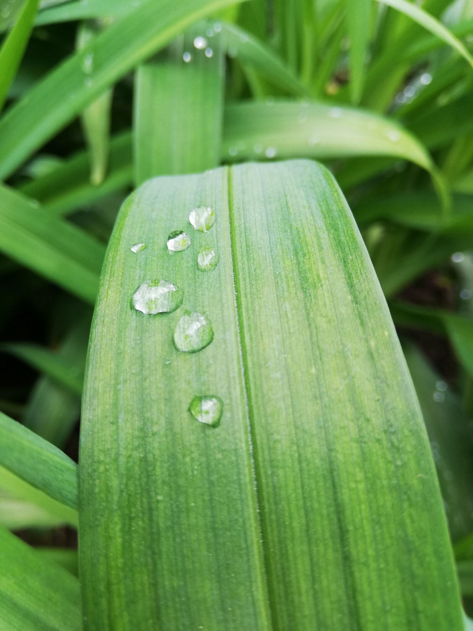HUAWEI P20 lite sample photo. Drops, water, day photography