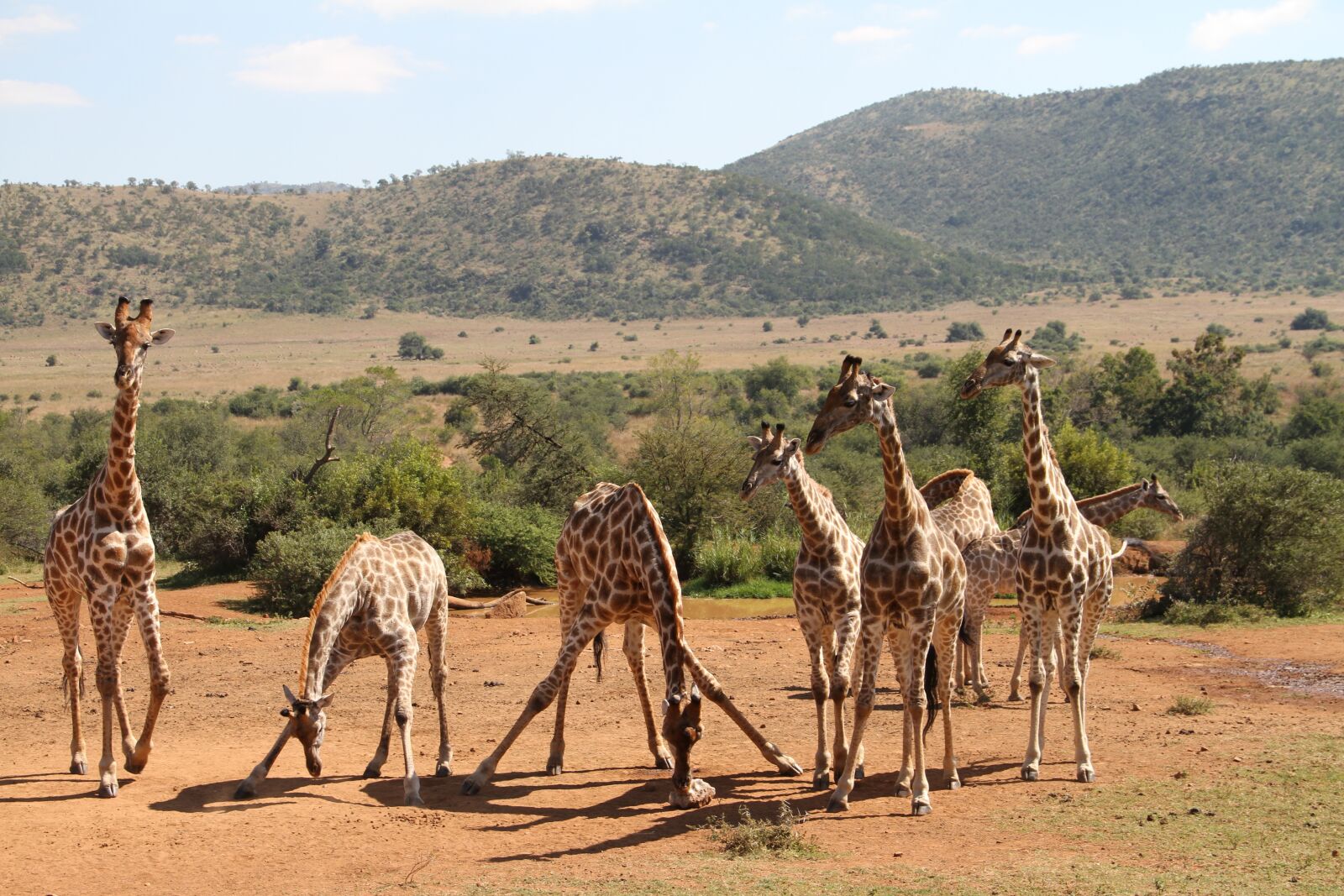 Canon EOS 7D sample photo. Giraffe, pilanesberg, safari photography