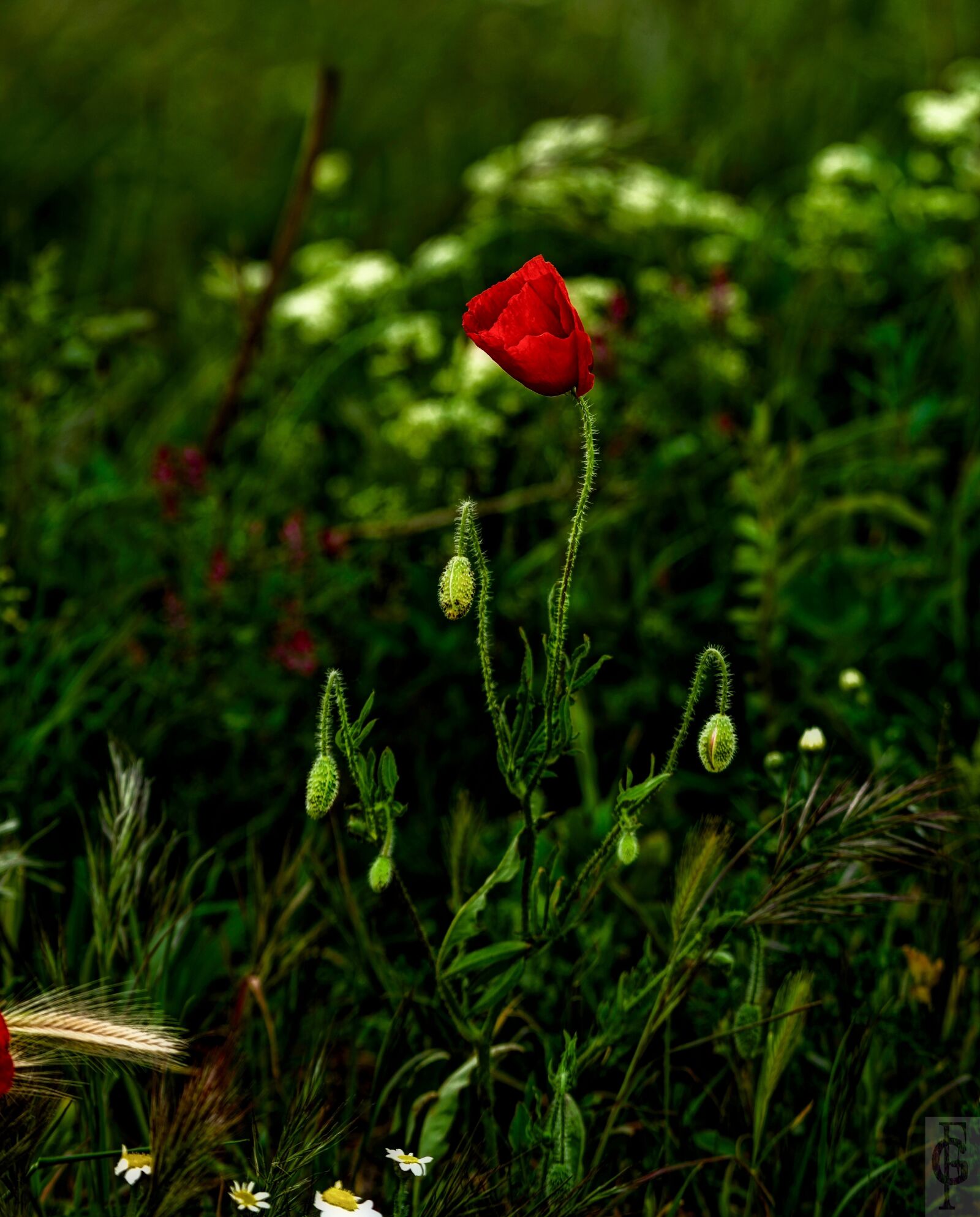 Nikon D810 sample photo. Spring, flowers photography