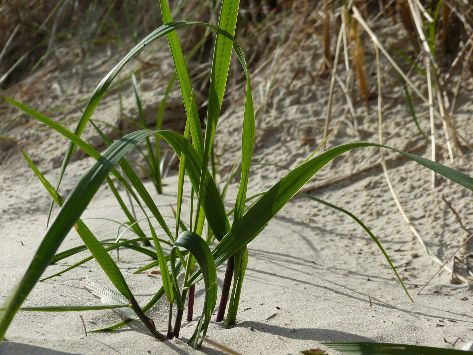 Panasonic Lumix DMC-FZ150 sample photo. Beach, sand, grass photography
