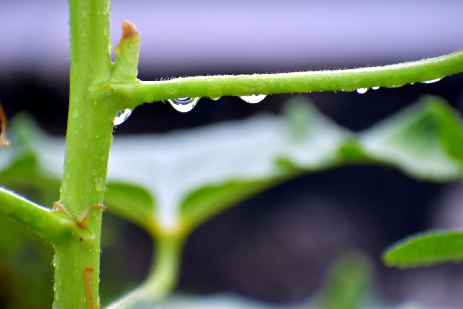 Nikon D5600 sample photo. Raindrops, refraction, twig photography