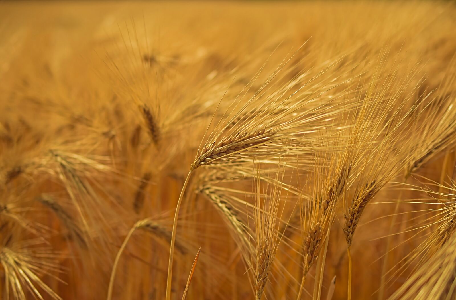 Nikon D5600 sample photo. Barley, cereals, spike photography