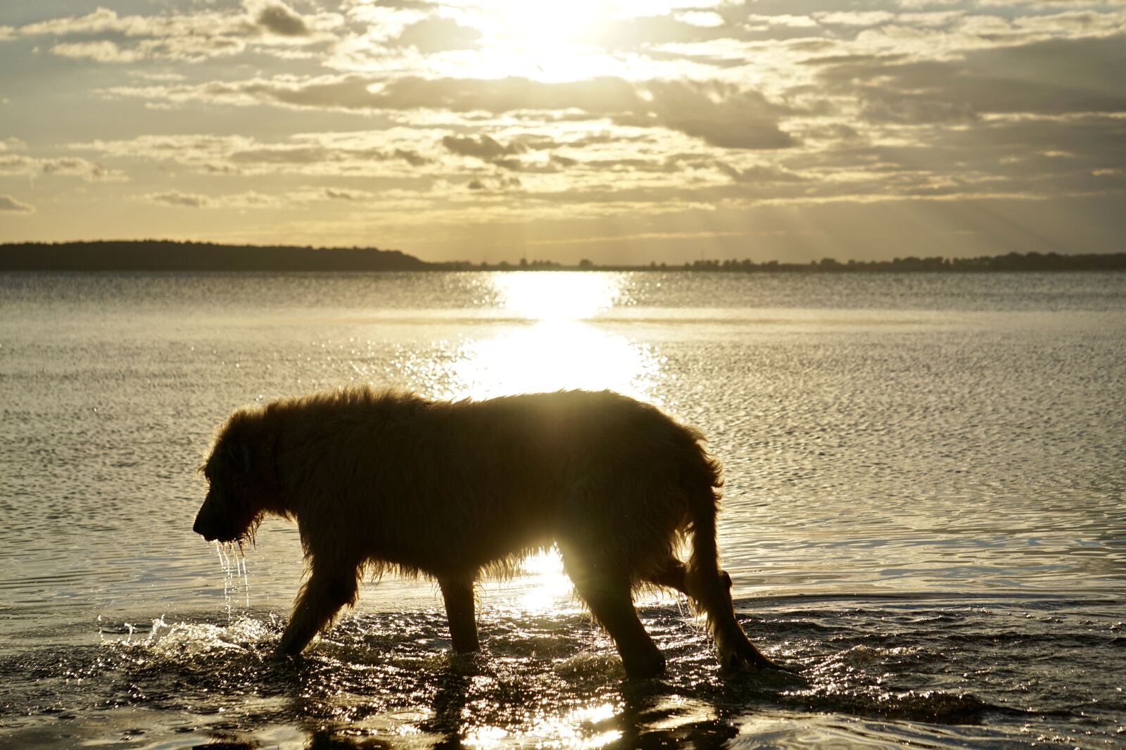 Sony E 55-210mm F4.5-6.3 OSS sample photo. Irish wolfhound, beach, sunset photography