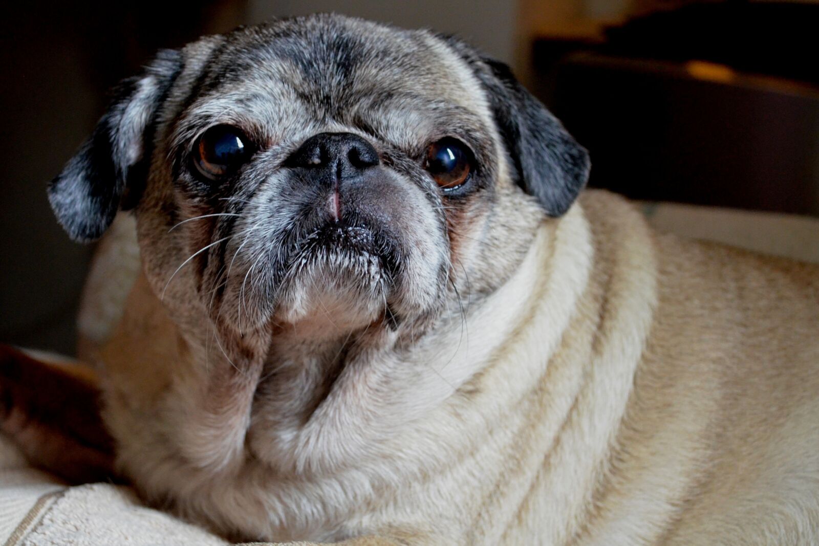 Nikon D5100 sample photo. Dog, pug, animal photography