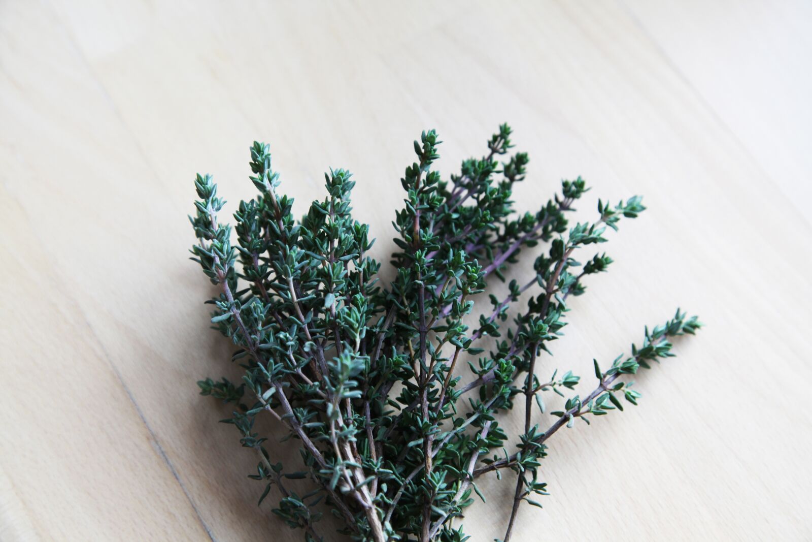Canon EOS 5D Mark II sample photo. Thymian, herb, herbs photography