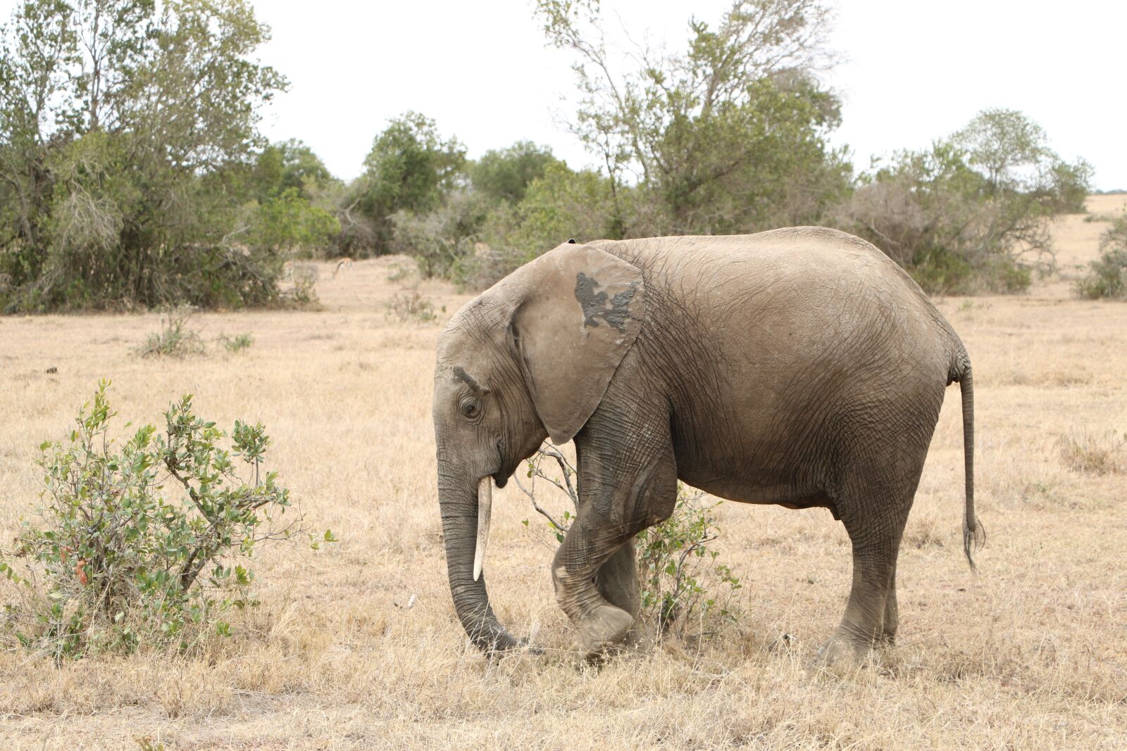 Canon EOS 760D (EOS Rebel T6s / EOS 8000D) sample photo. Wildlife, elephant, animal photography