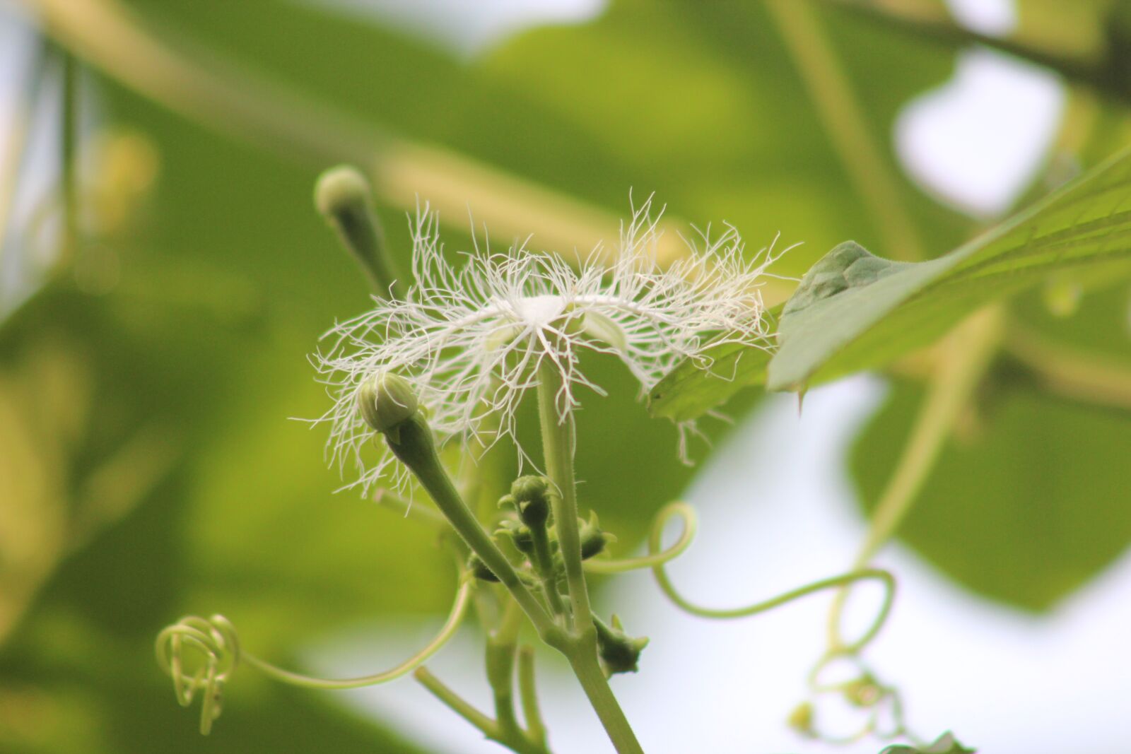 Canon EF75-300mm f/4-5.6 sample photo. Flower, nature, wallpaper photography