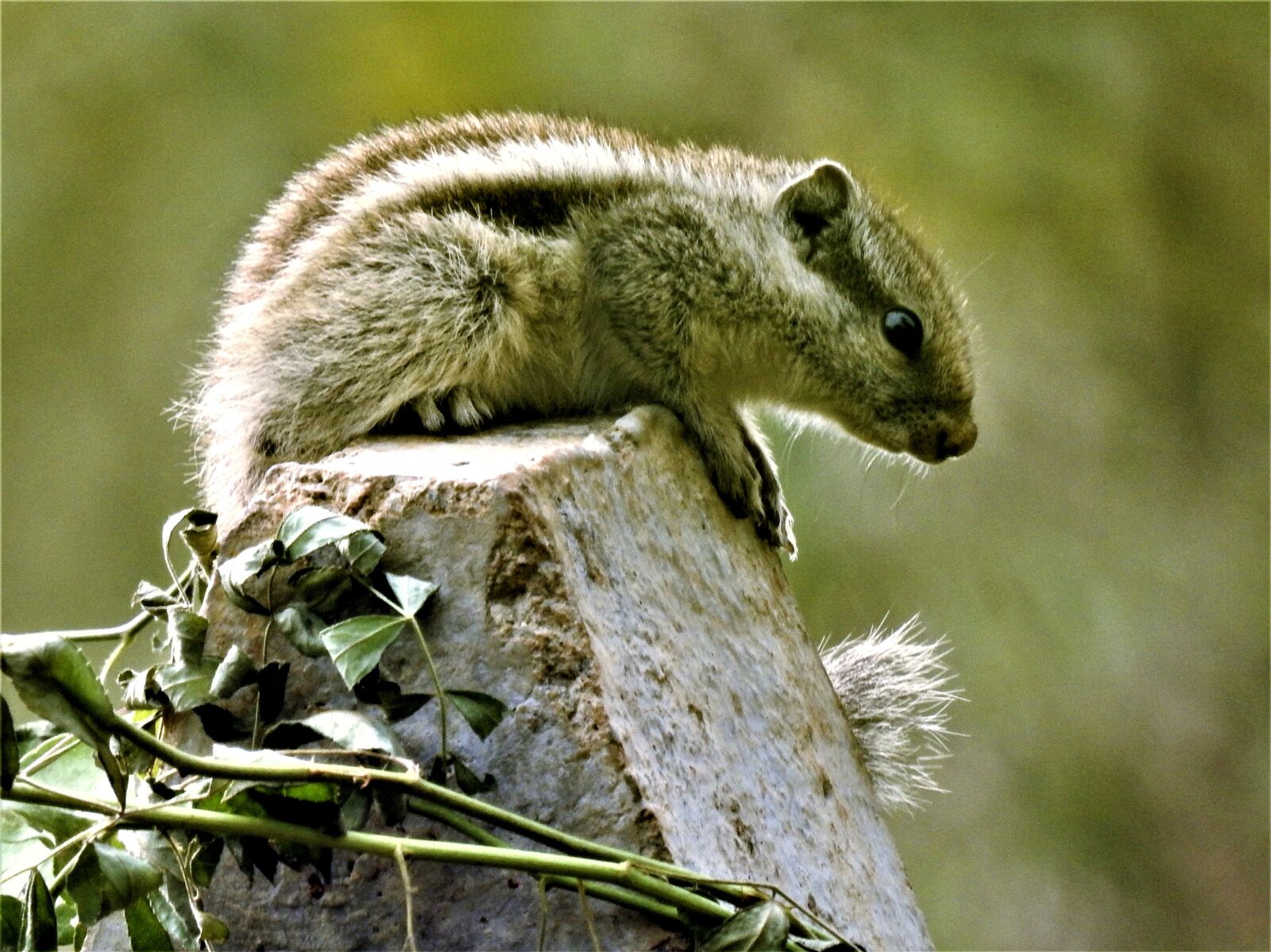 Nikon Coolpix P900 sample photo. Squirrel, wild, nature photography