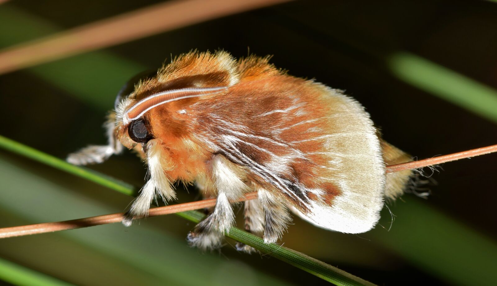 Nikon D5300 sample photo. Moth, flannel moth, southern photography