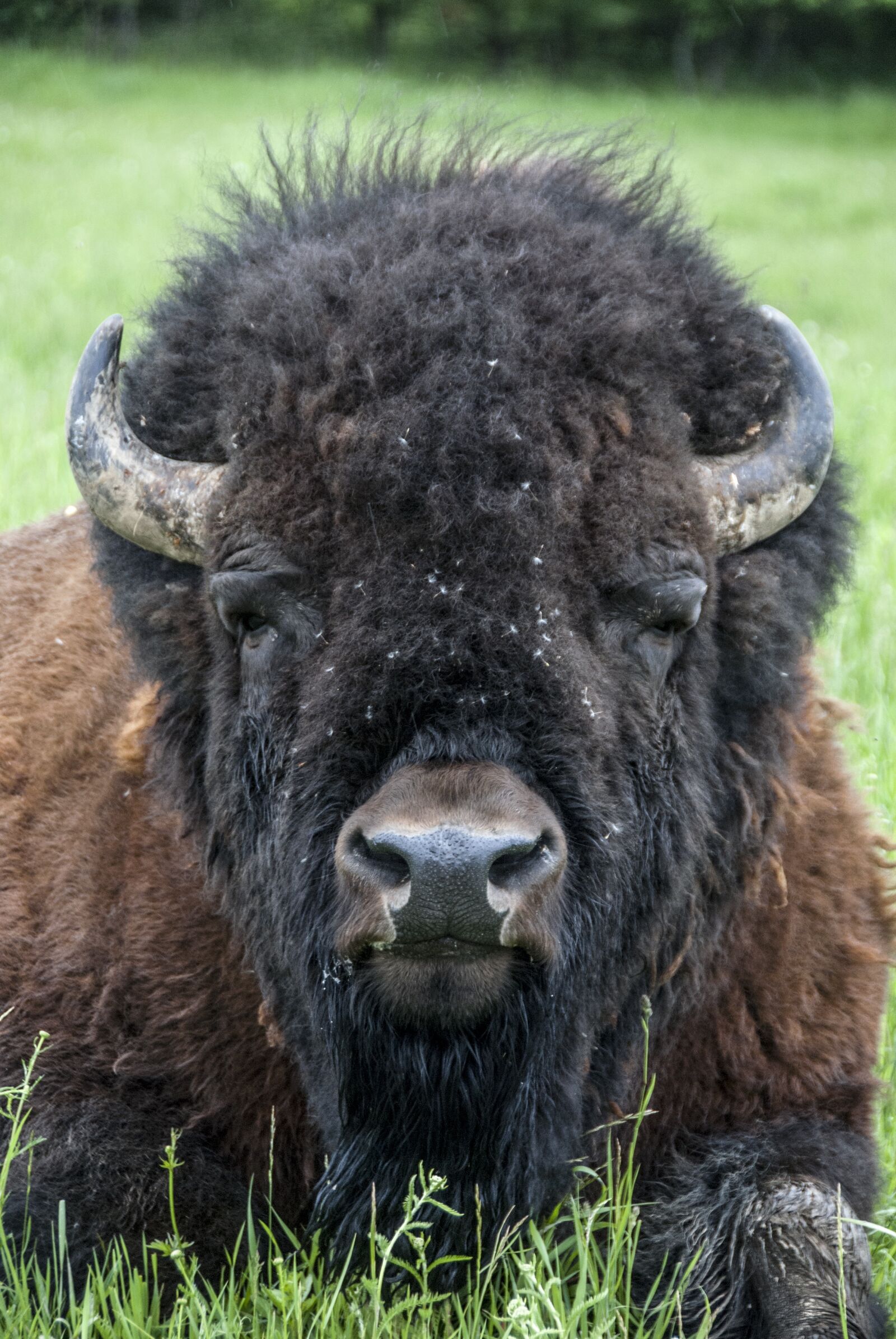 Nikon D80 sample photo. Canada, omega park, travel photography