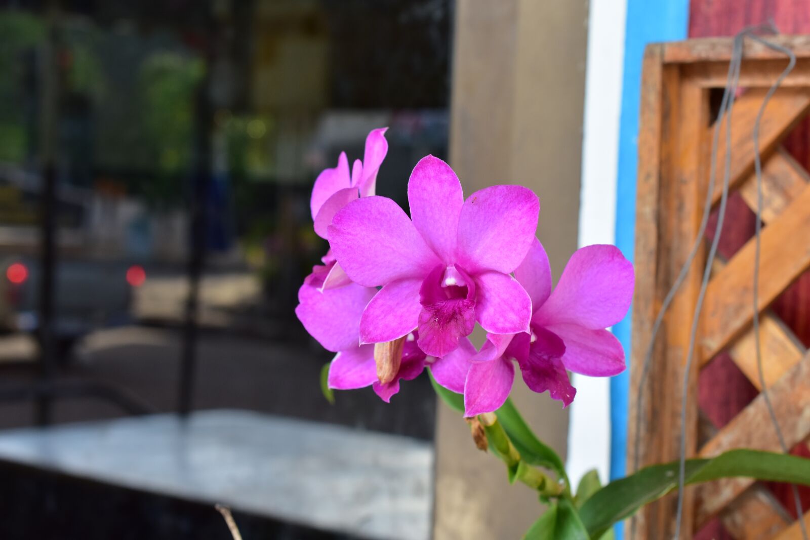 Nikon D7200 sample photo. Flower, pink flower, orchid photography