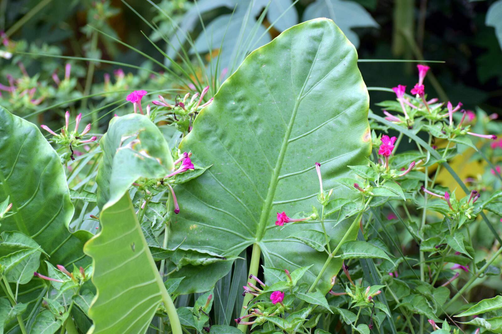 Nikon D5600 sample photo. Big leaf, giant elephant photography