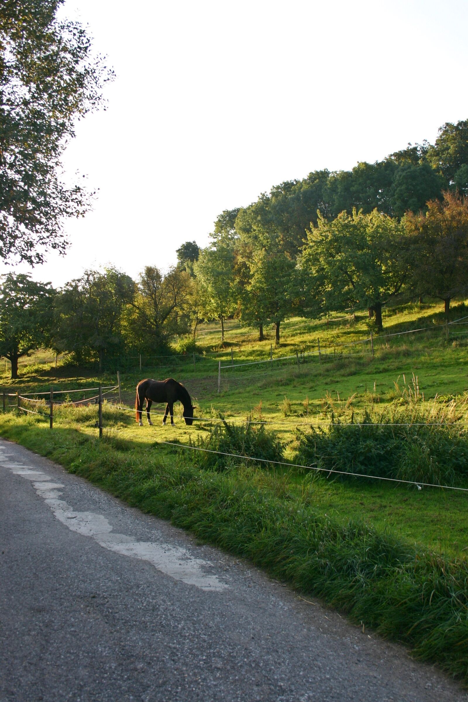 Canon EOS 300D (EOS Digital Rebel / EOS Kiss Digital) sample photo. Horse, coupling, pasture photography
