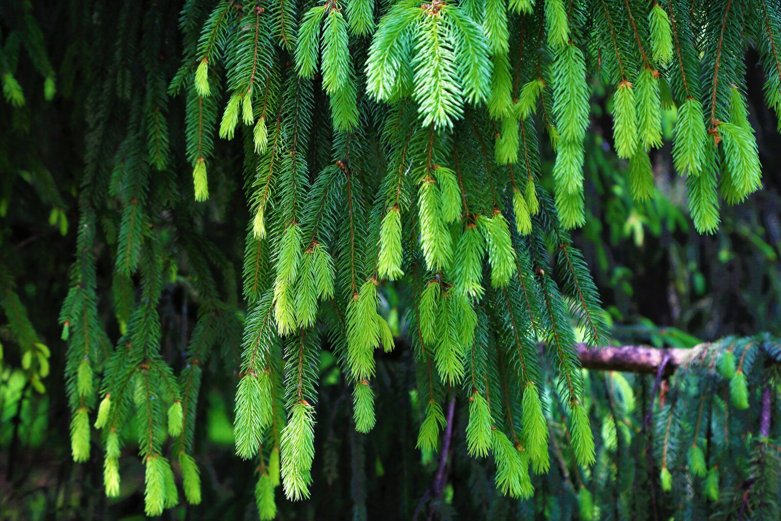 Canon EOS 5D Mark III sample photo. Tree, spring, green photography