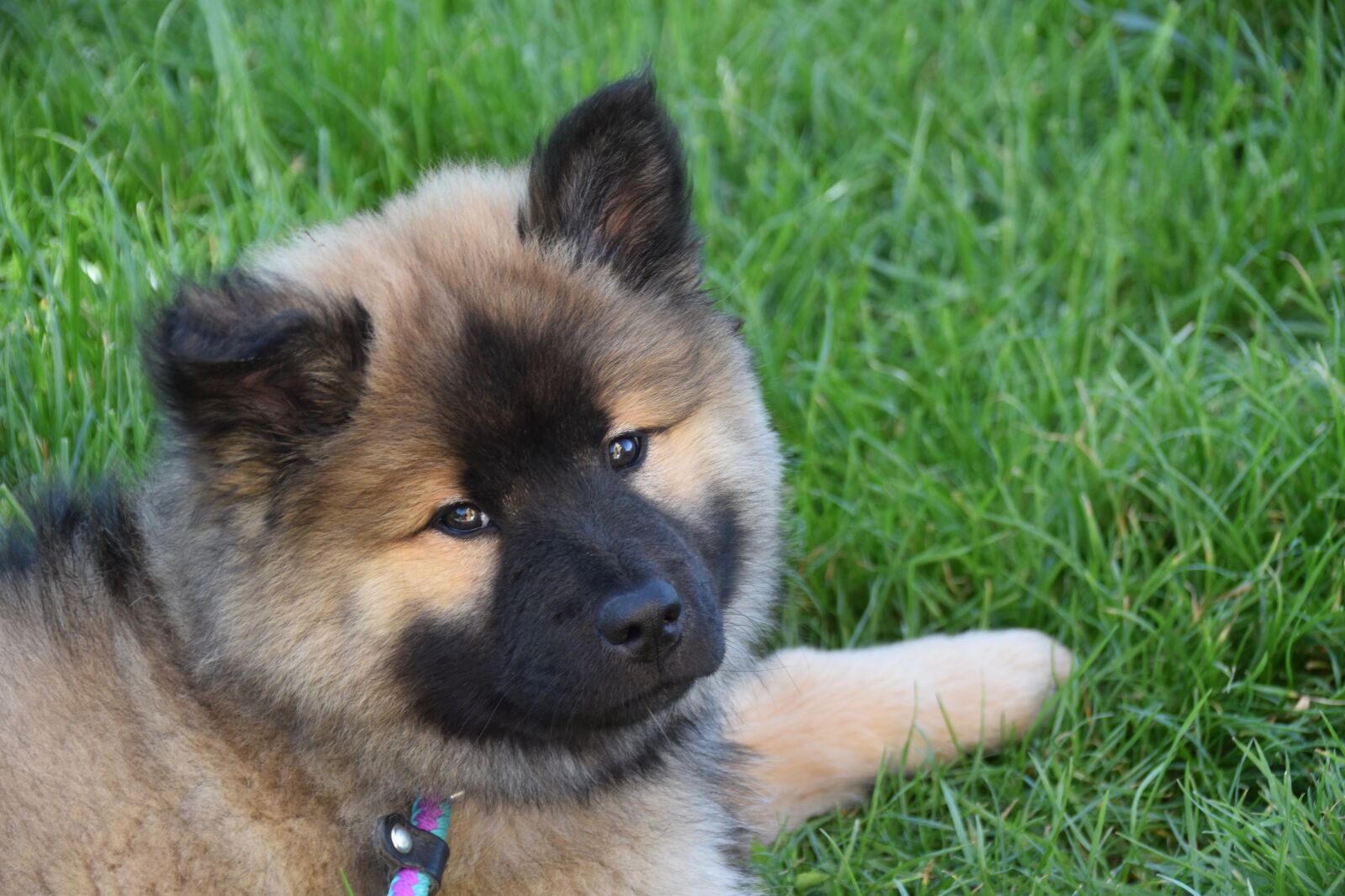 Nikon D5600 sample photo. Dog, bitch, dog eurasier photography
