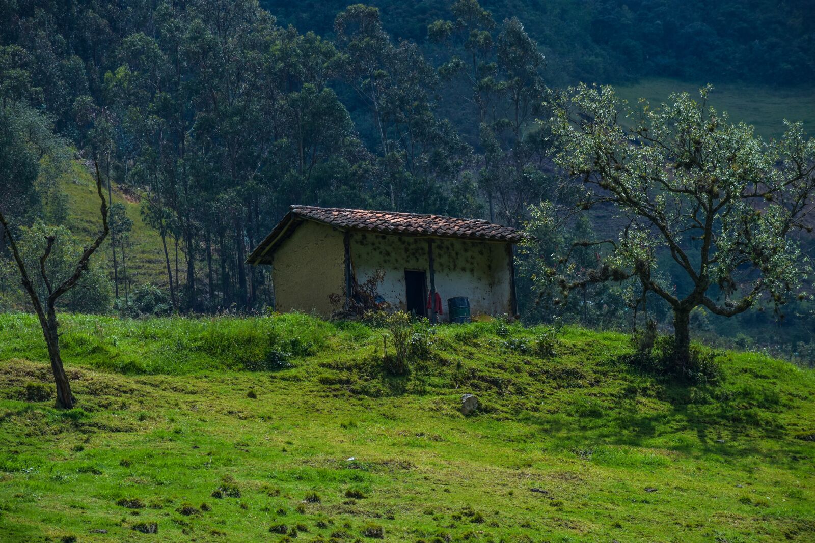 Nikon D3400 sample photo. House, field, forest photography