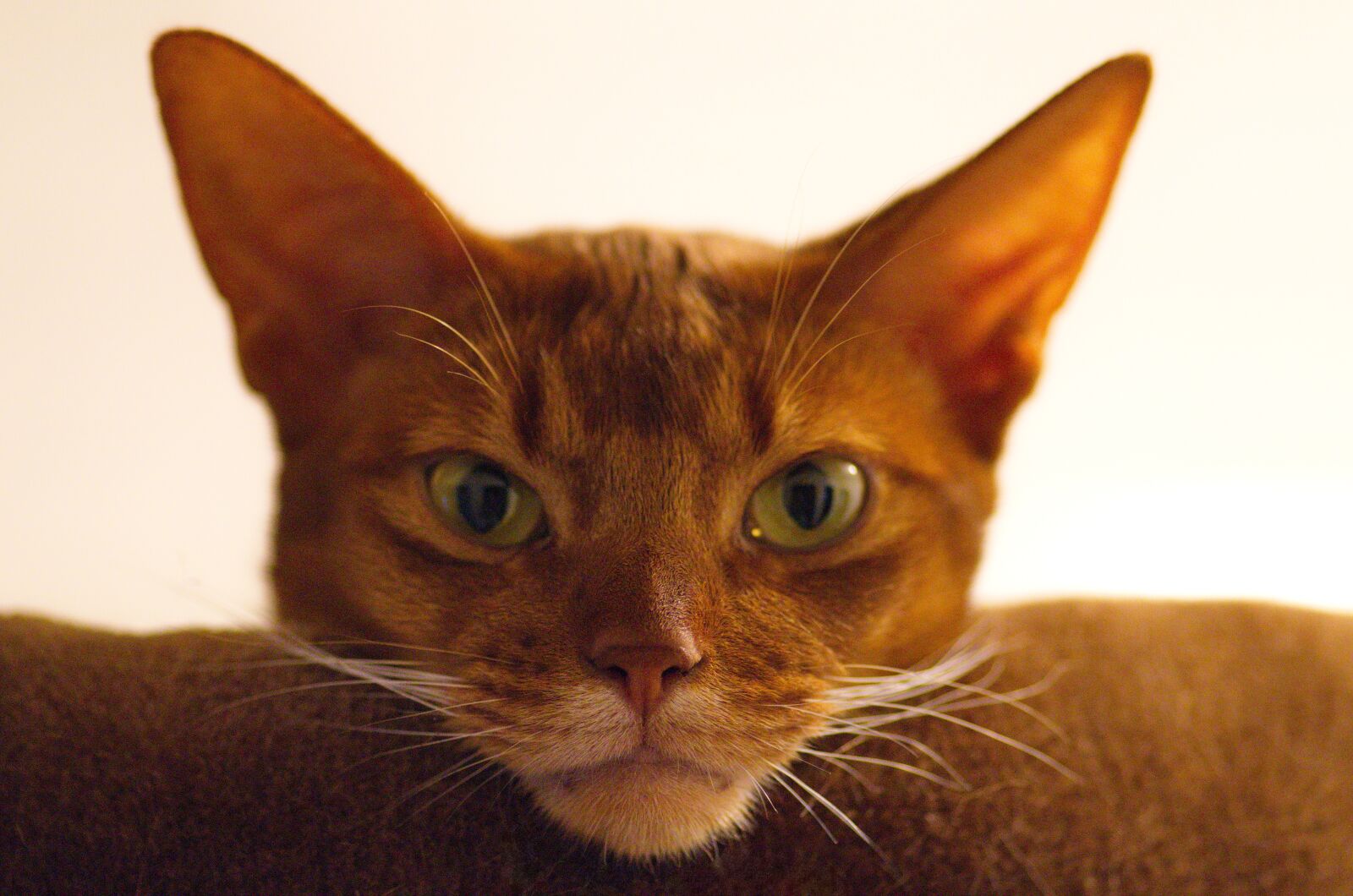 Pentax K-50 sample photo. Cat, abyssinian, cat's eyes photography