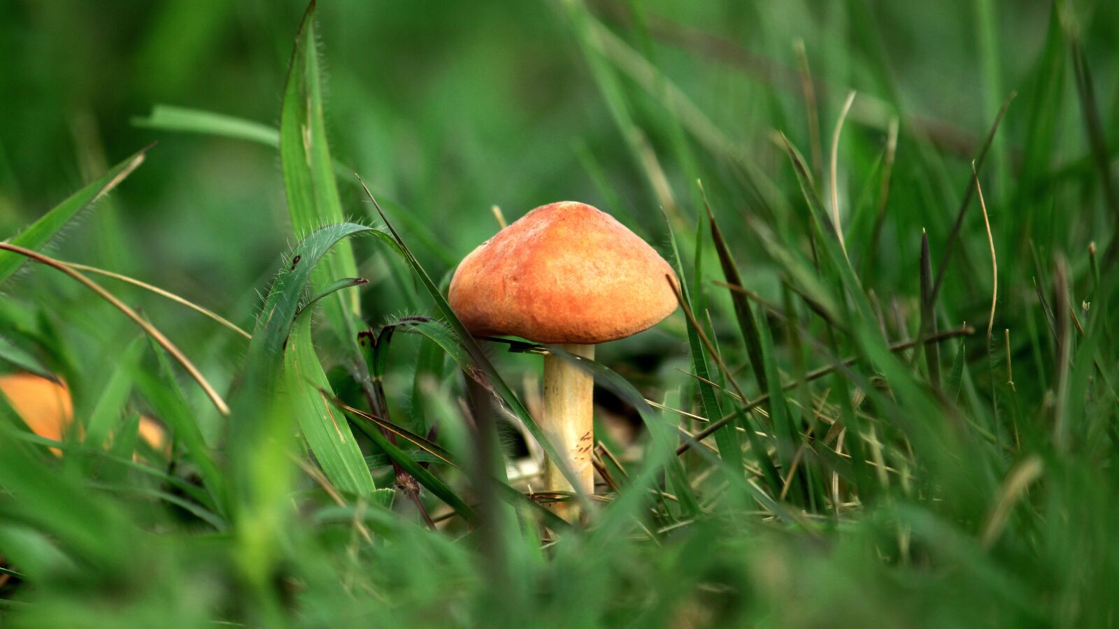 Canon EOS 1300D (EOS Rebel T6 / EOS Kiss X80) sample photo. Mushroom, kerala, india photography