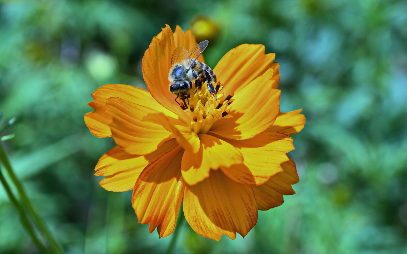 Nikon D5100 sample photo. Bee, seated, flower photography