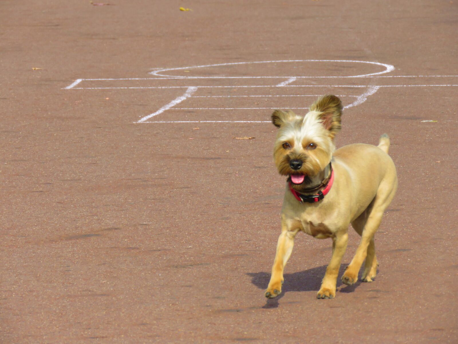 Canon PowerShot SX60 HS sample photo. Dog, running, pet photography