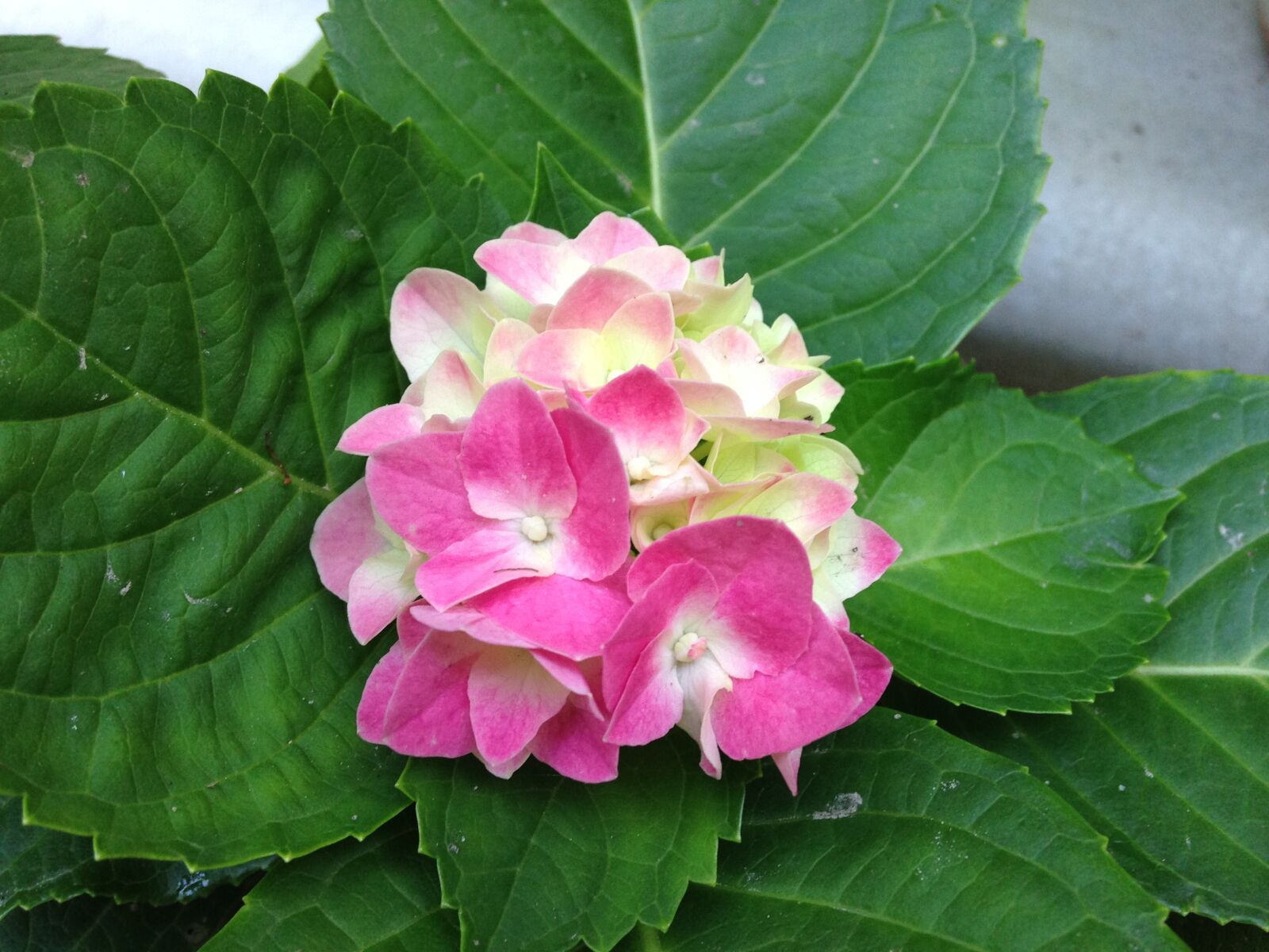 iPhone 5c back camera 4.12mm f/2.4 sample photo. Flower, pink, nature photography