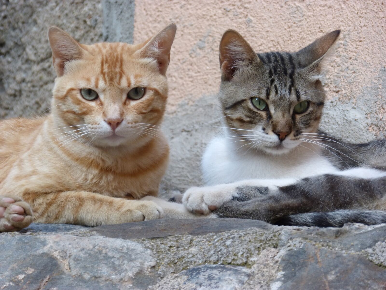 Panasonic DMC-FZ62 sample photo. Couple, cats, housecat photography