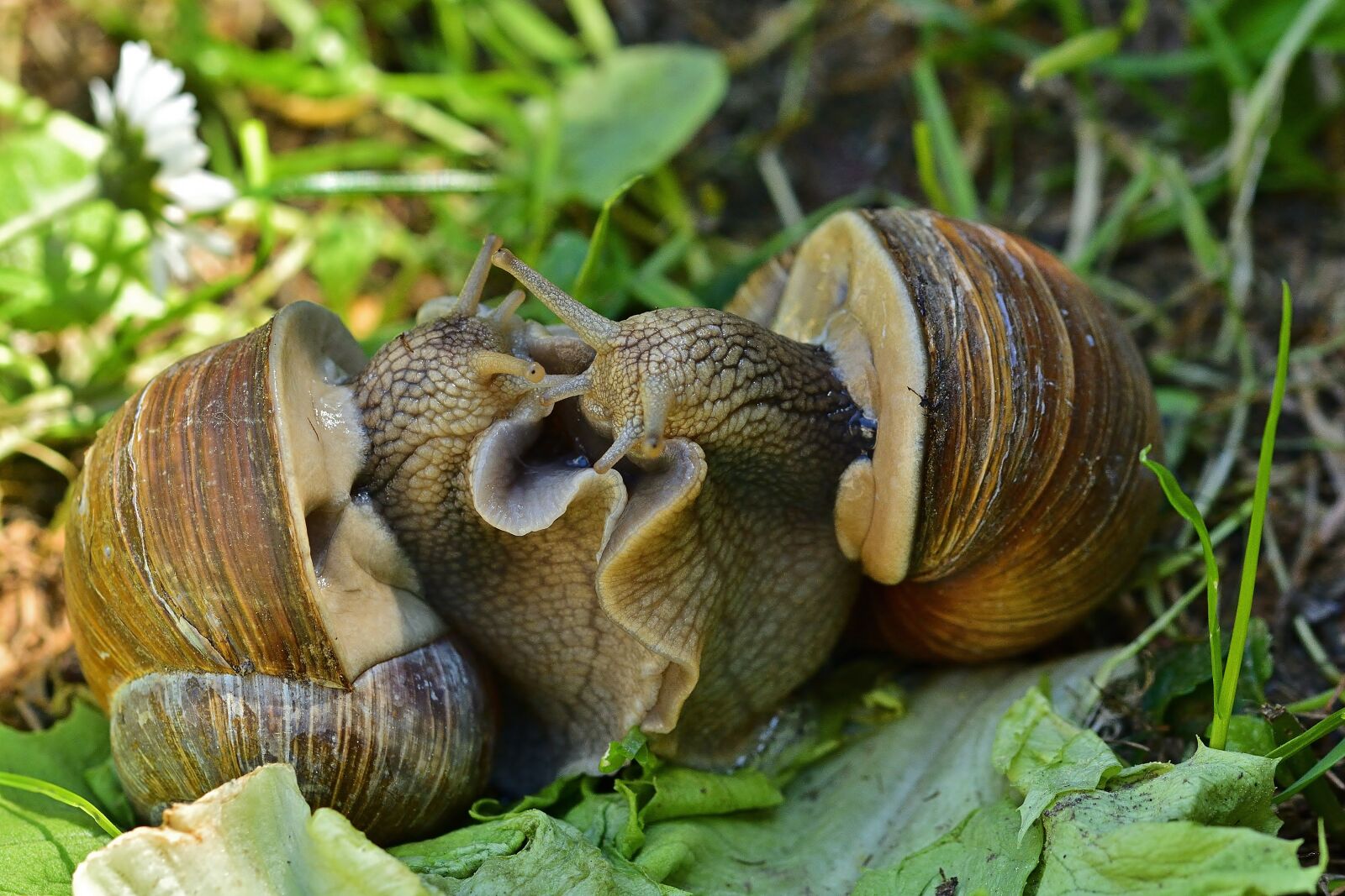 Nikon D5200 sample photo. Snails, escargots, shell photography