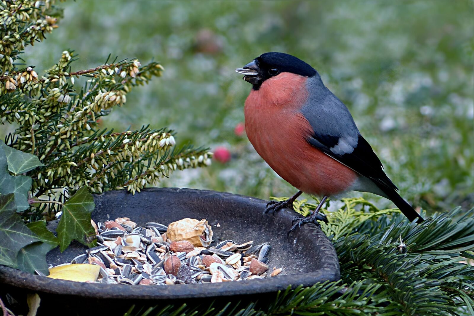 Panasonic Lumix DMC-FZ200 sample photo. Bird, bullfinch, pyrrhula photography