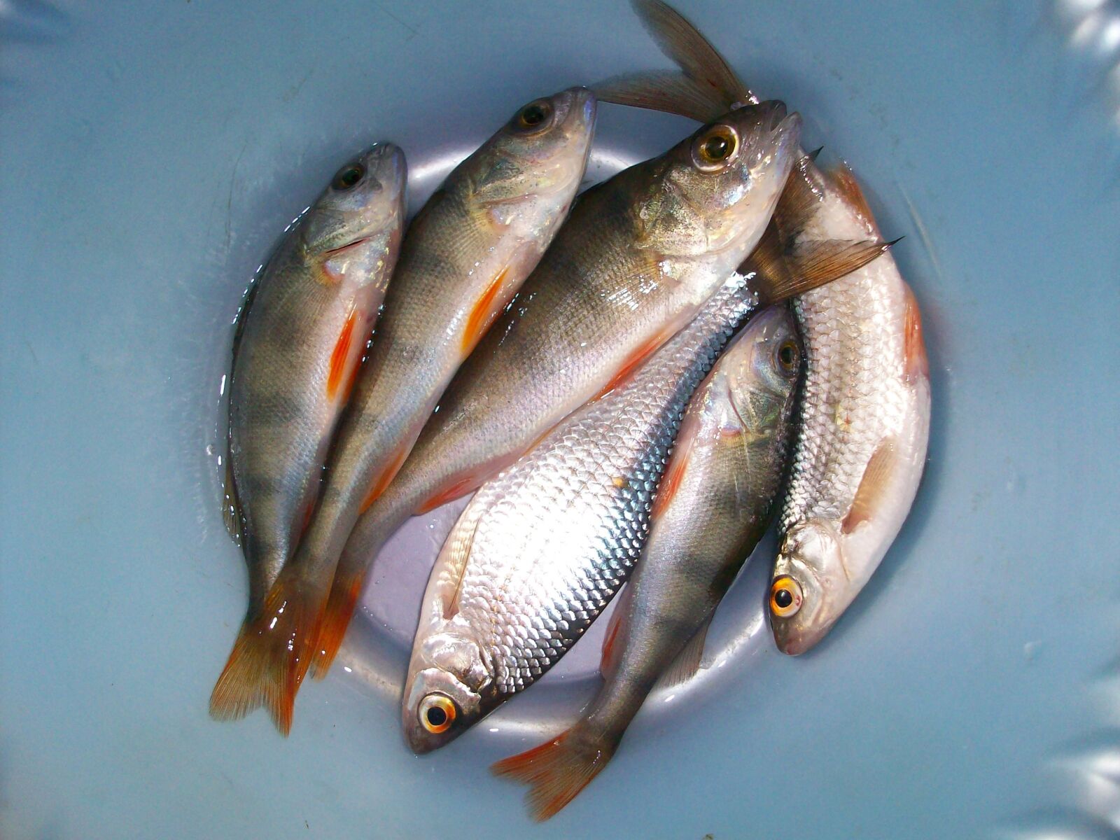 Kodak EASYSHARE M763 DIGITAL CAMERA sample photo. Fishing, fry, perch photography
