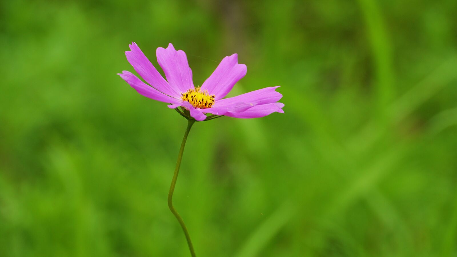 Panasonic Lumix DMC-GH3 sample photo. Cosmos, plants, nature photography