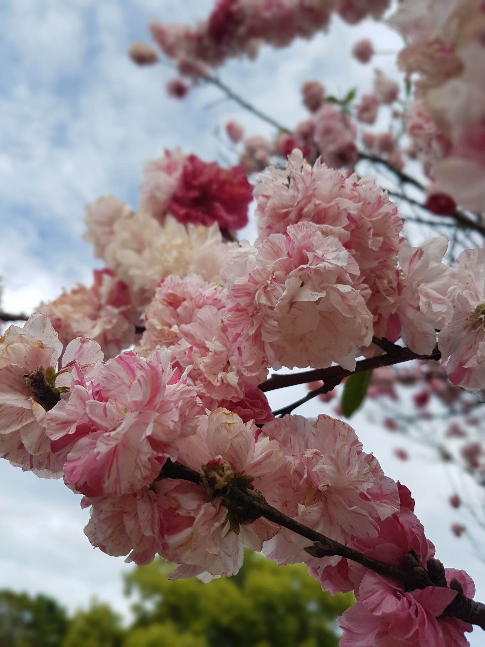 Samsung Galaxy S7 Edge sample photo. Beautiful, bright, flowers, mothernature photography