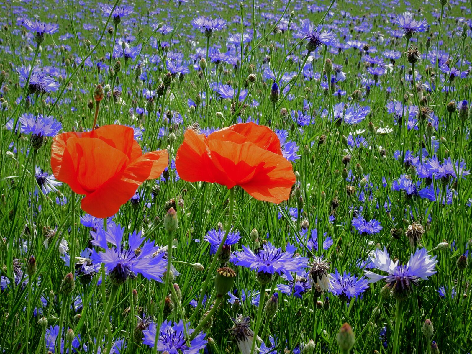 Nikon Coolpix P900 sample photo. Field, poppies, cornflowers photography