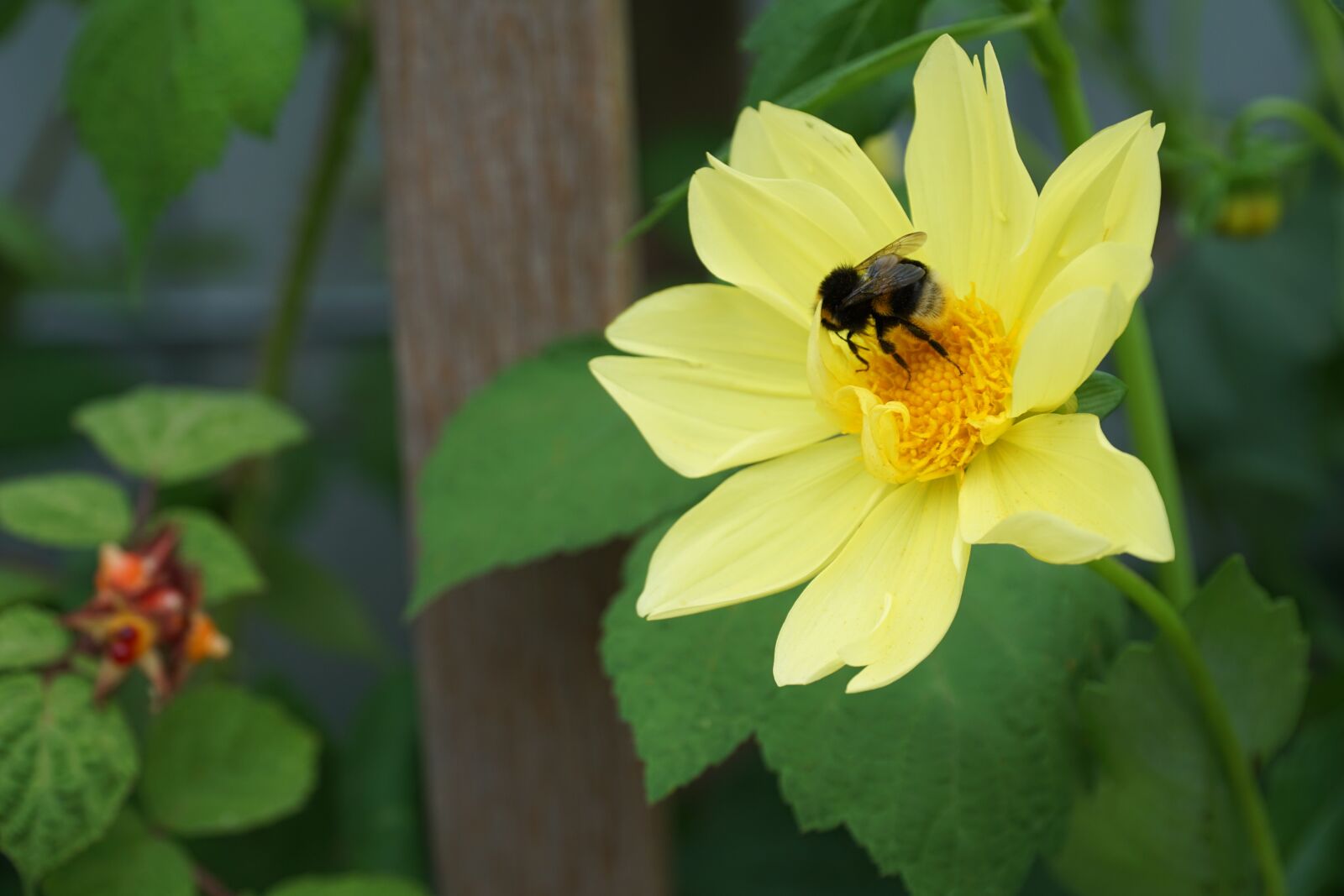 Sony a6000 + Sony E PZ 18-105mm F4 G OSS sample photo. Flower, yellow, bee photography