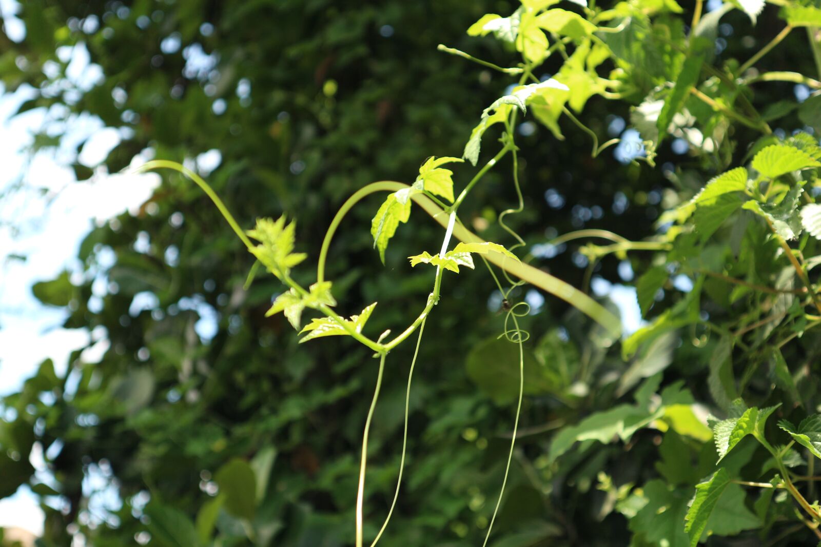 Canon EF-M 15-45mm F3.5-6.3 IS STM sample photo. Natural, nature, green photography