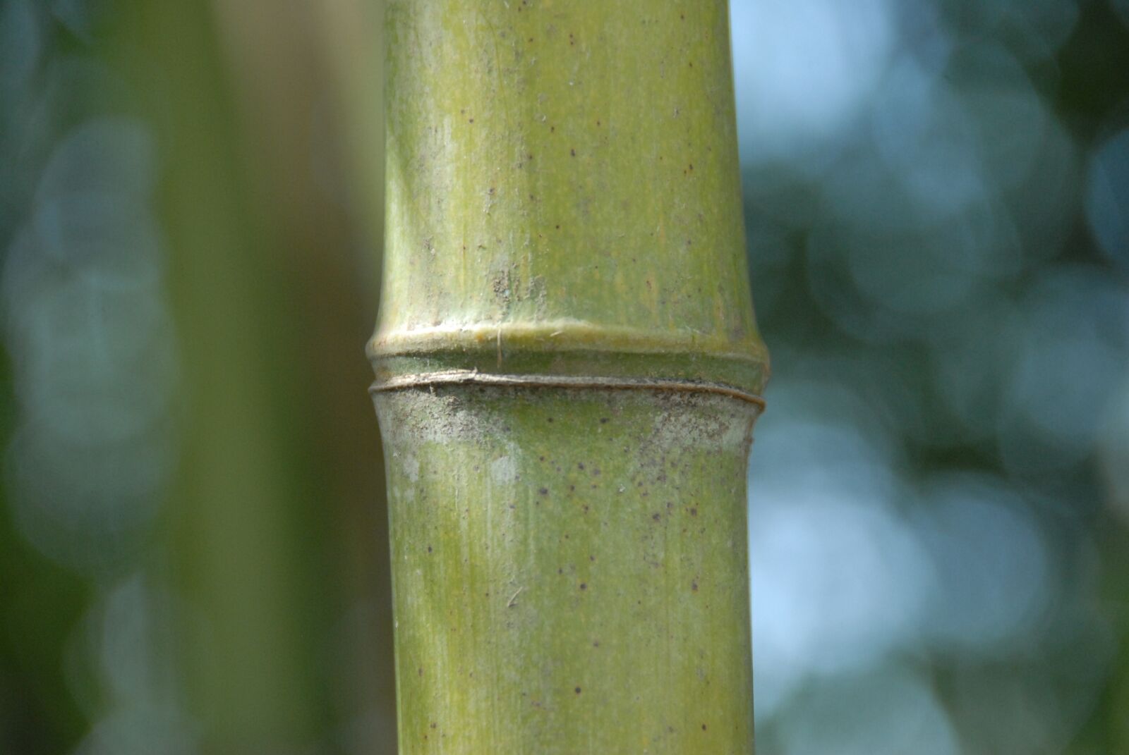 Nikon D200 sample photo. Bamboo, grass, nature photography