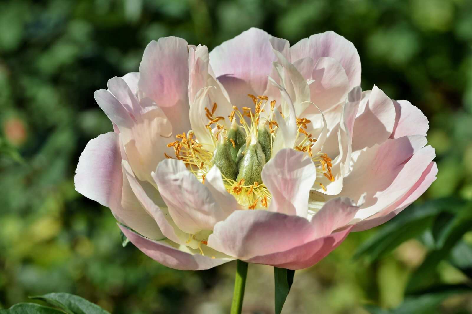 Nikon D7200 sample photo. Peony, rose, bud photography