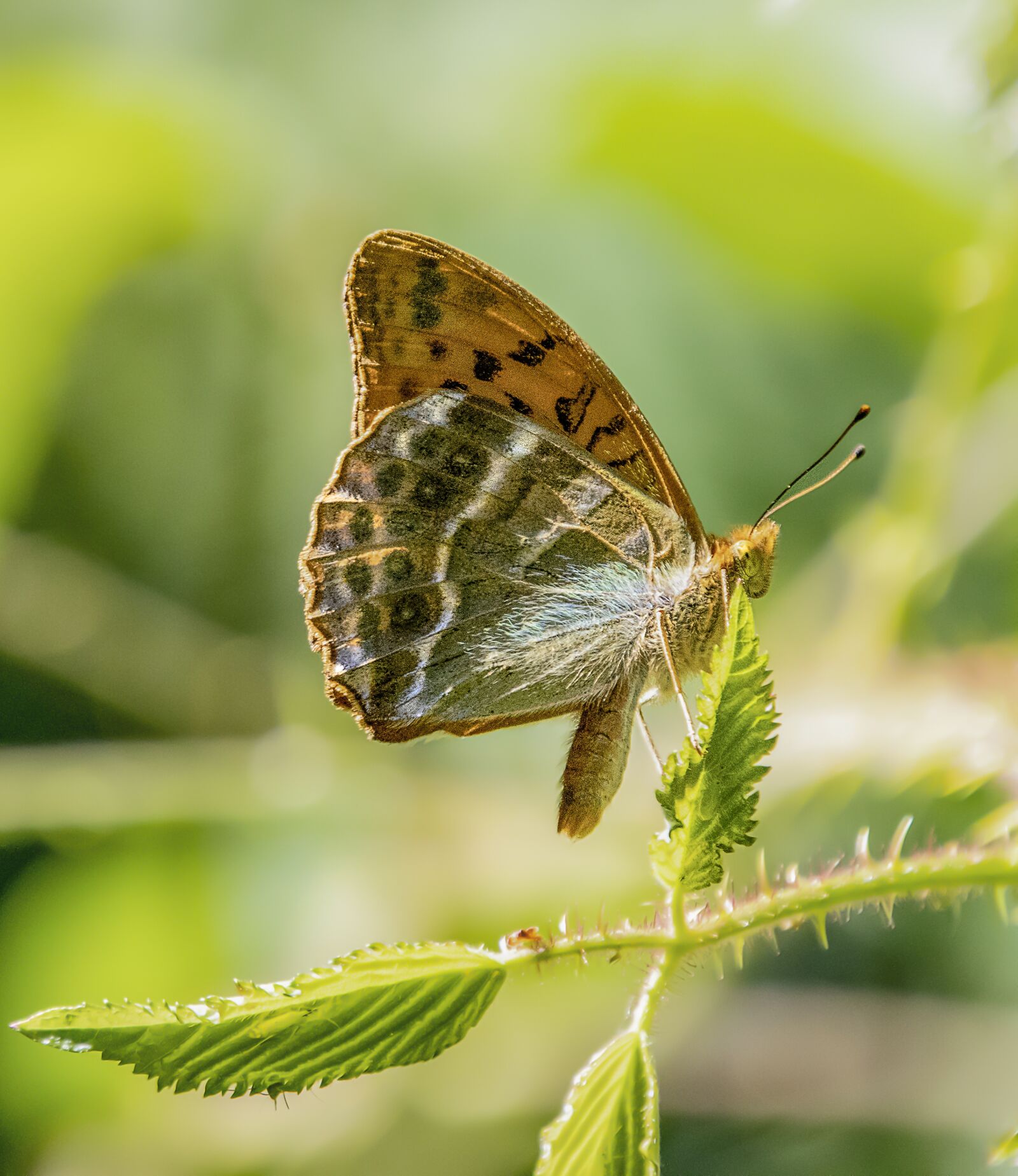 Sigma 100-400mm F5-6.3 DG OS HSM sample photo. Butterfly, silver-washed-fritillary, wings photography