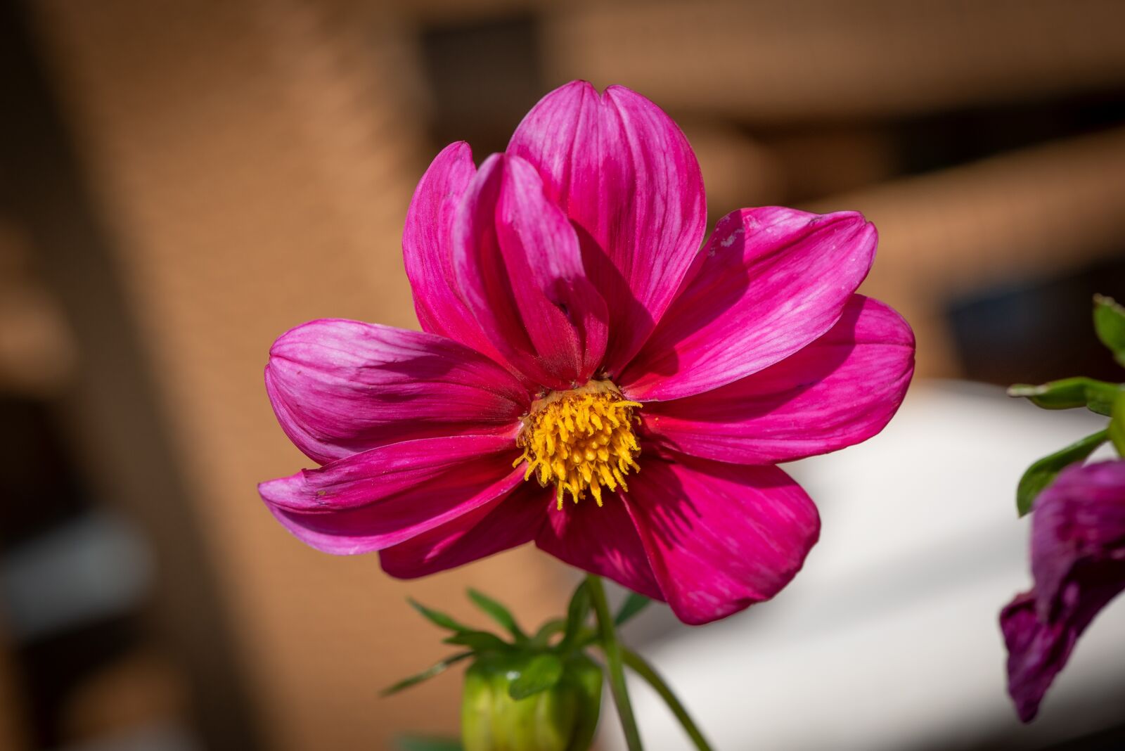 Nikon D750 sample photo. Flower, blossom, bloom photography