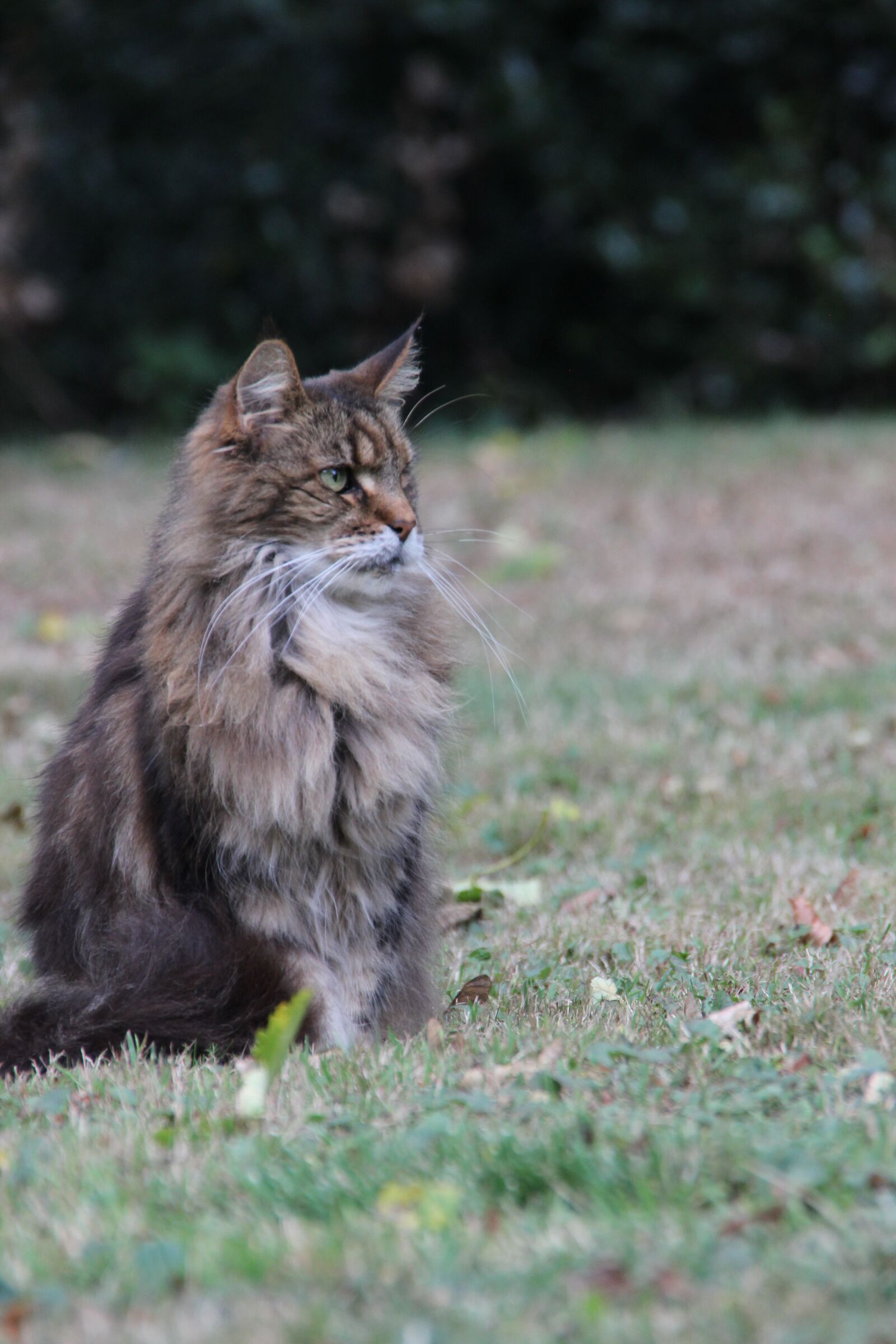 Canon EOS 600D (Rebel EOS T3i / EOS Kiss X5) sample photo. Cat, brown, fur photography