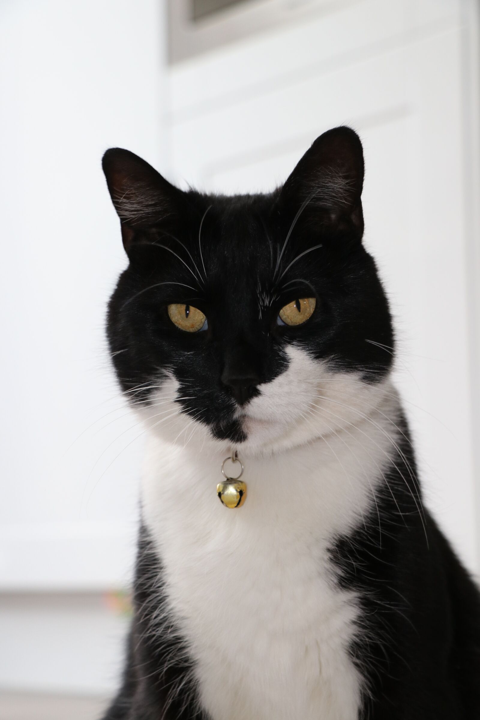 Canon EOS 80D sample photo. Black white, cat, feline photography