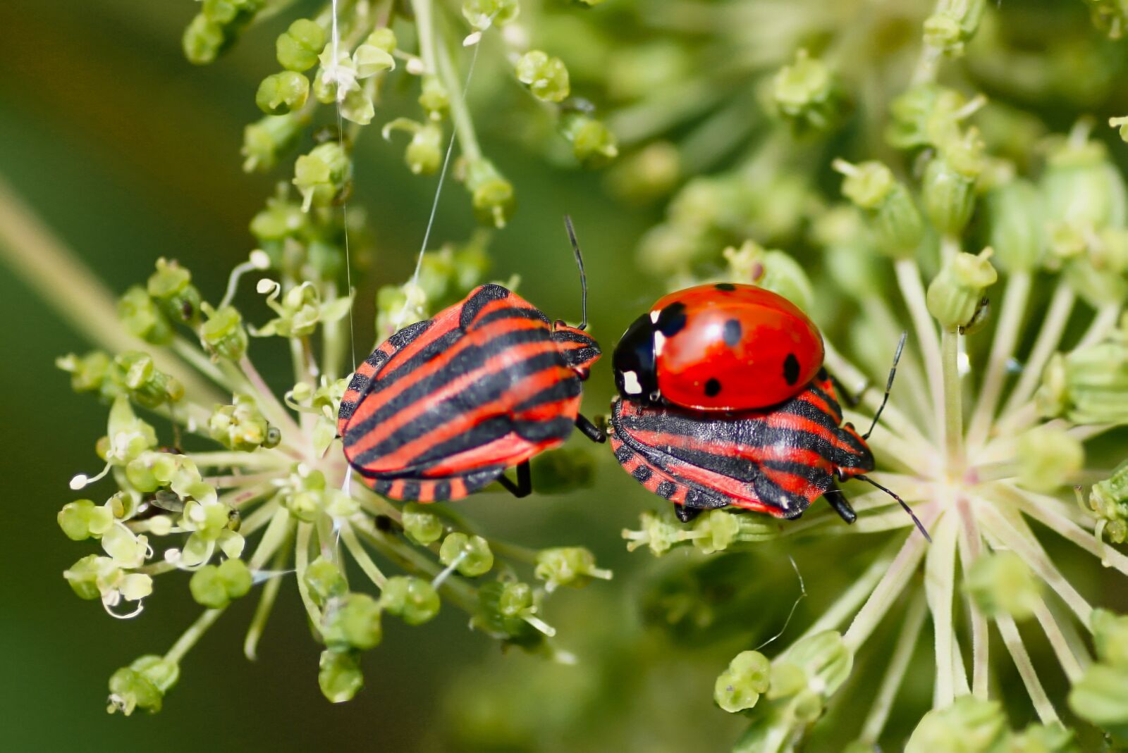 Sony a99 II sample photo. Insects, ladybug, flower angelica photography